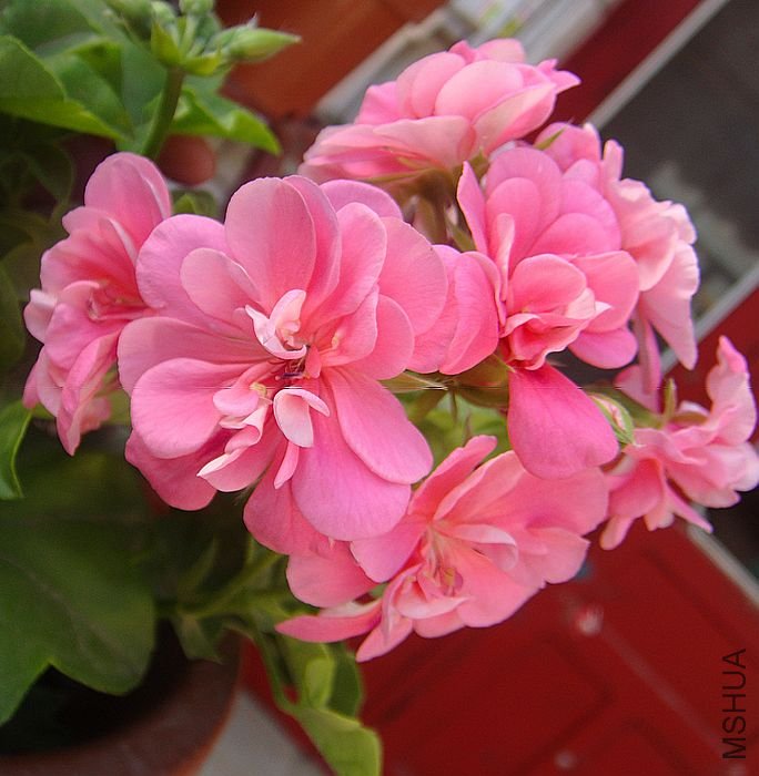 DSC00345.JPG
