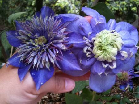 ������С IMG_0941.jpg