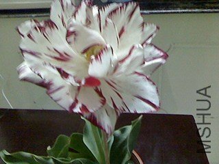 IMG0424195100.jpg
