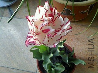 IMG0425065100.jpg