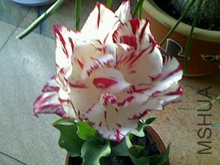 IMG0425065201.jpg