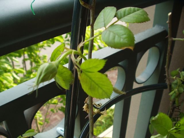P1010007.JPG
