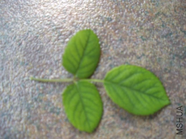 P1010009.JPG