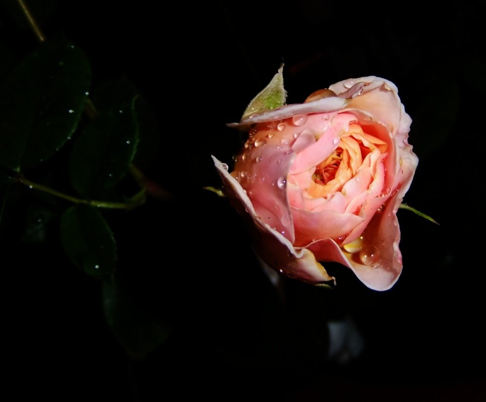 DSCF3810.jpg
