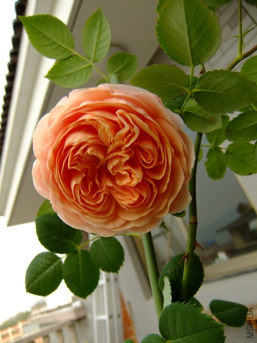 DSCF3874.jpg