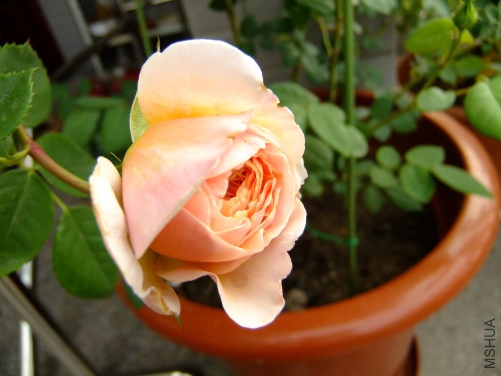 DSCF3858.jpg