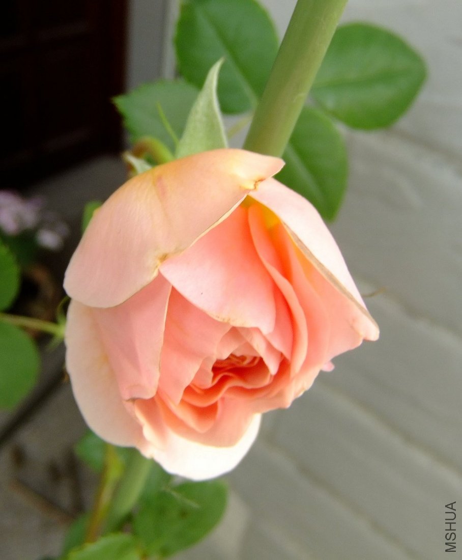 DSCF3859.jpg