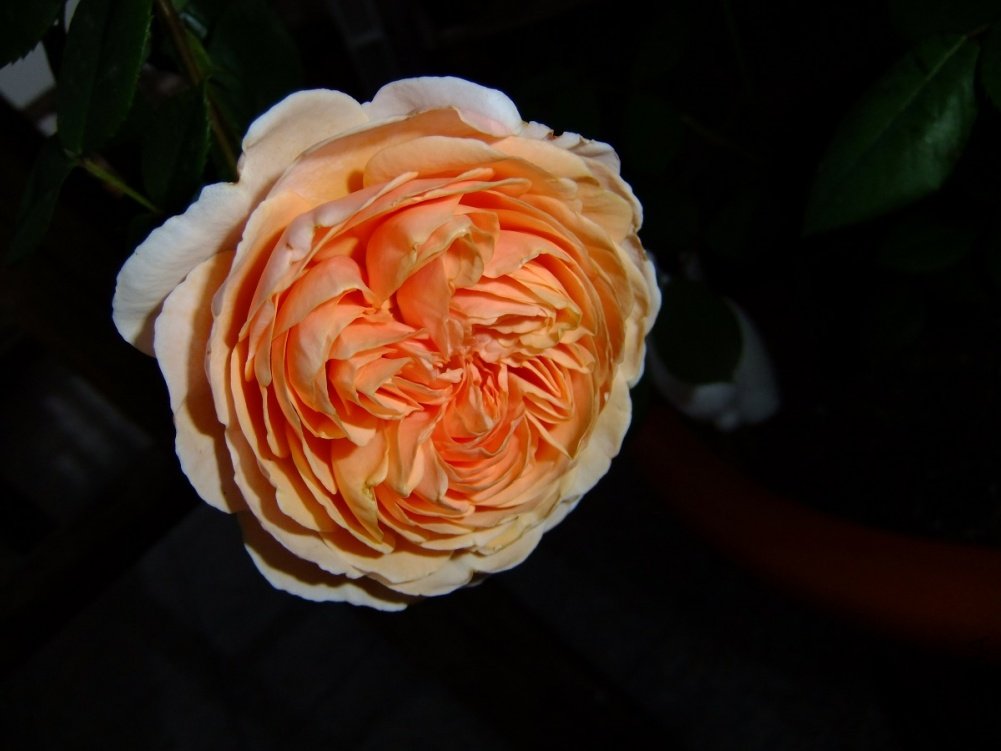 DSCF3875.jpg