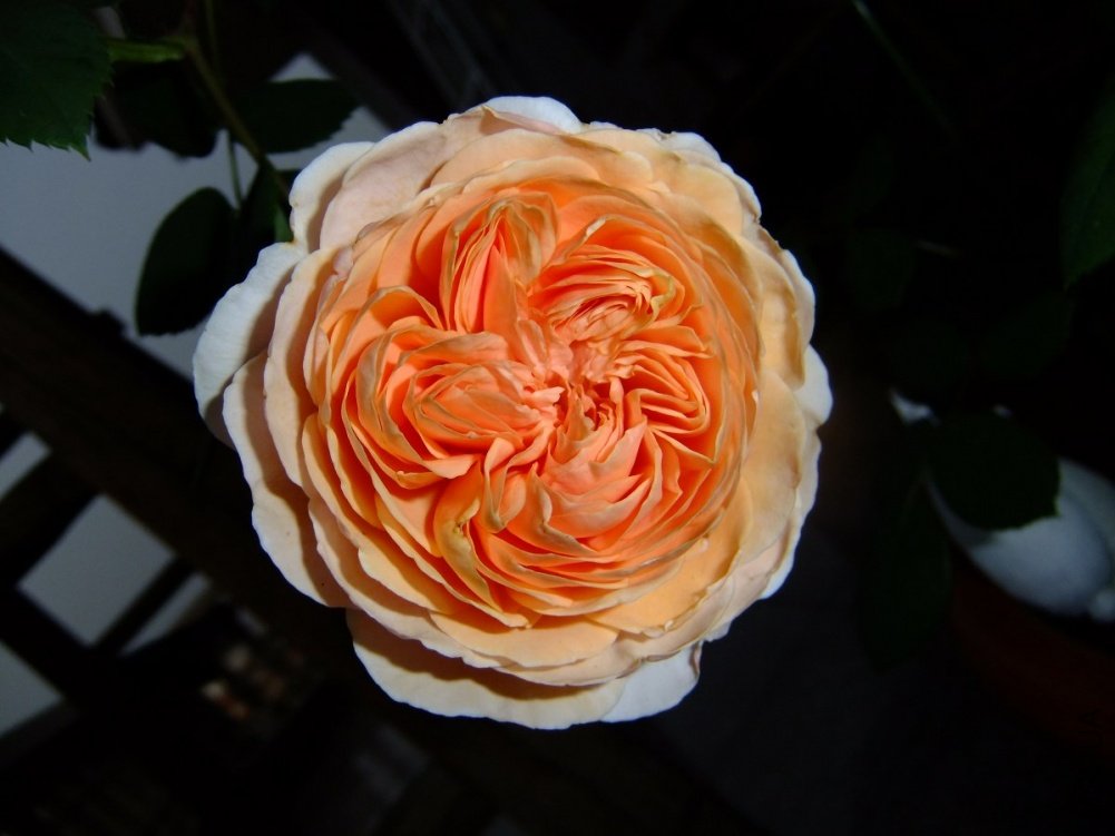DSCF3876.jpg