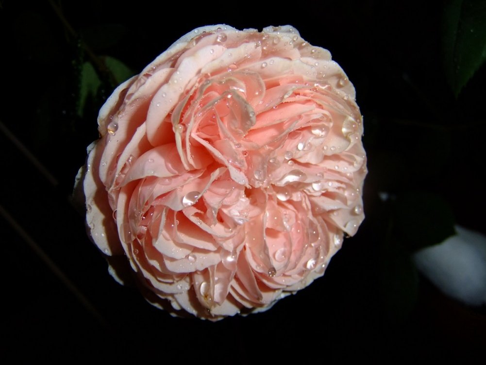 DSCF3909.jpg