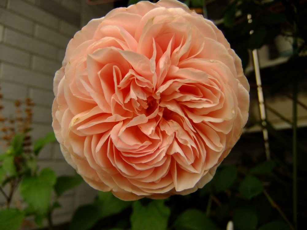 DSCF3898.jpg