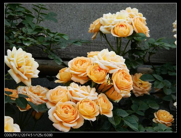 nEO_IMG_���� 096.jpg