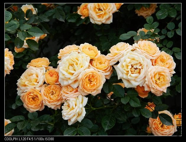 nEO_IMG_���� 097.jpg