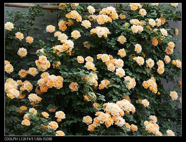 nEO_IMG_���� 102.jpg