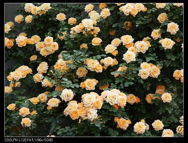 nEO_IMG_���� 100.jpg