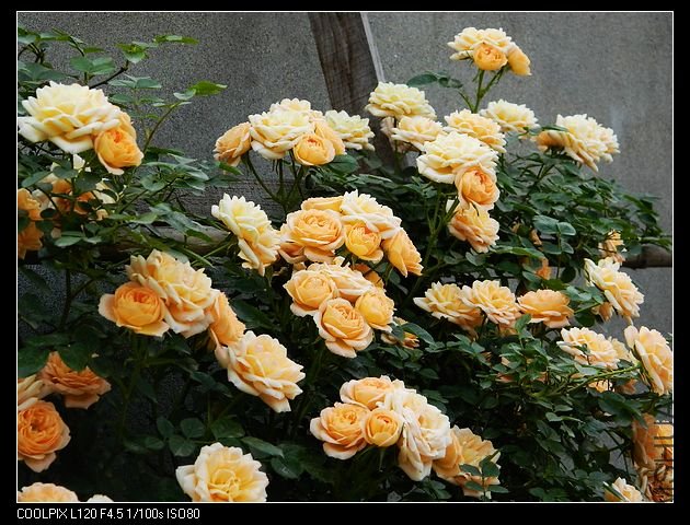 nEO_IMG_���� 099.jpg