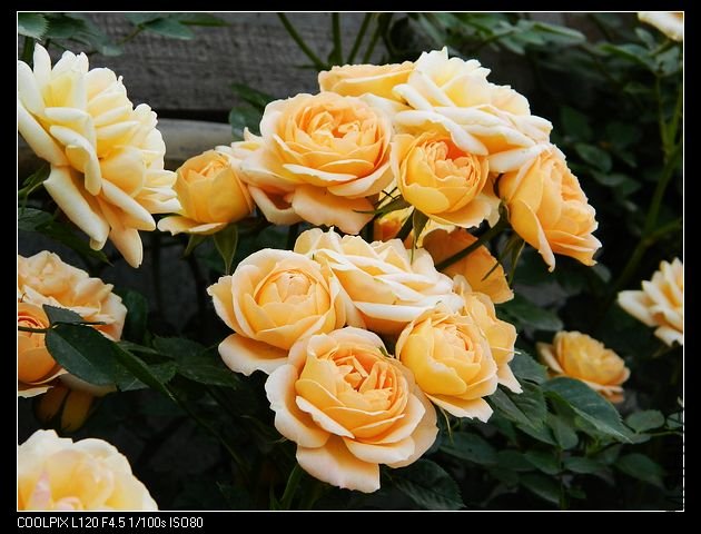 nEO_IMG_���� 101.jpg