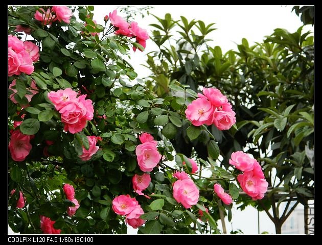 nEO_IMG_���� 001.jpg