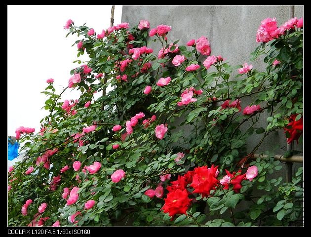 nEO_IMG_���� 051.jpg