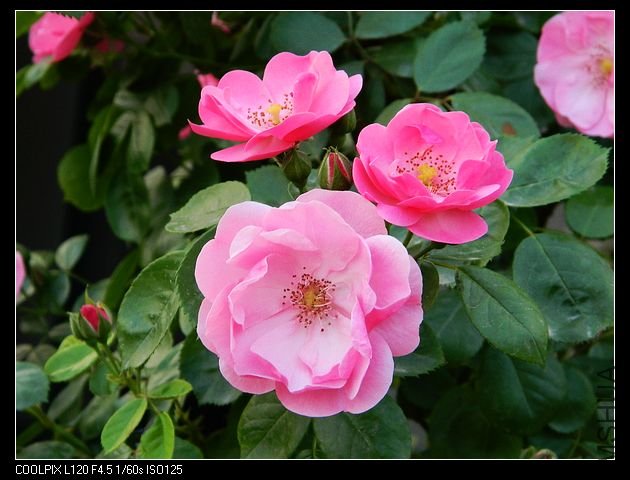 nEO_IMG_���� 117.jpg