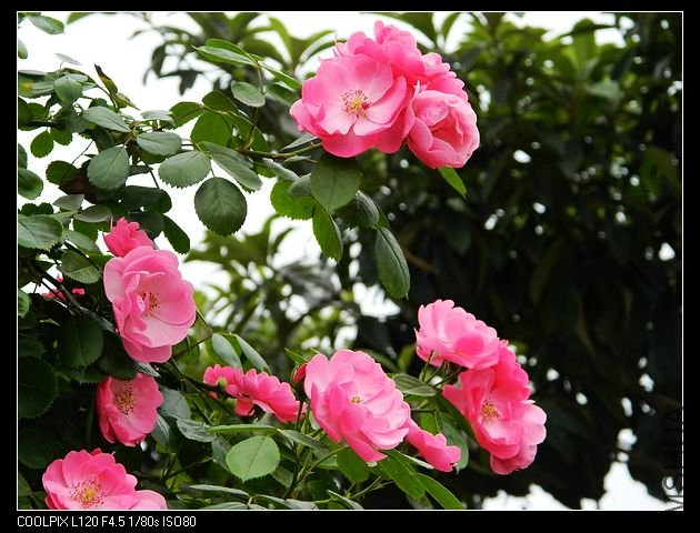 nEO_IMG_���� 199.jpg