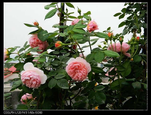 nEO_IMG_���� 012.jpg