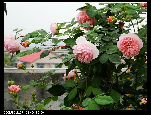 nEO_IMG_���� 011.jpg