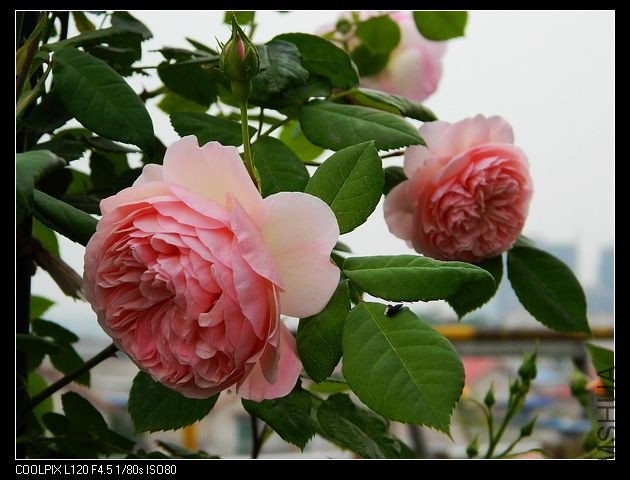 nEO_IMG_���� 016.jpg