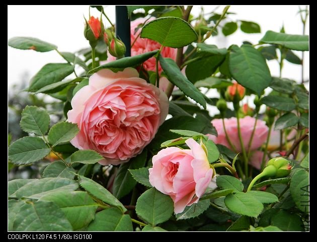 nEO_IMG_���� 017.jpg