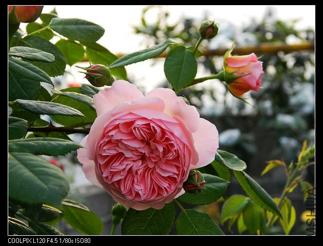 nEO_IMG_���� 111.jpg