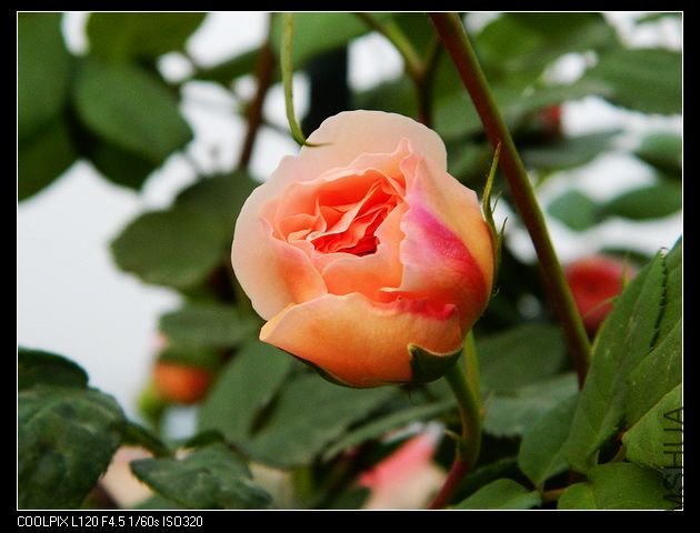 nEO_IMG_���� 144.jpg