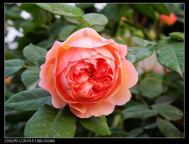 nEO_IMG_���� 133.jpg