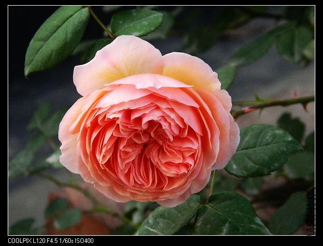 nEO_IMG_���� 142.jpg