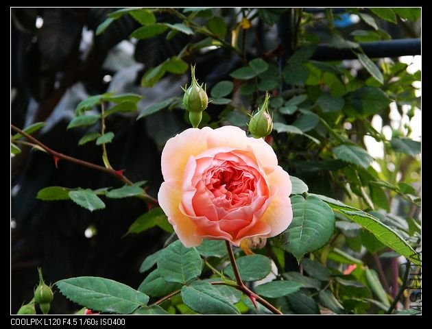 nEO_IMG_���� 136.jpg