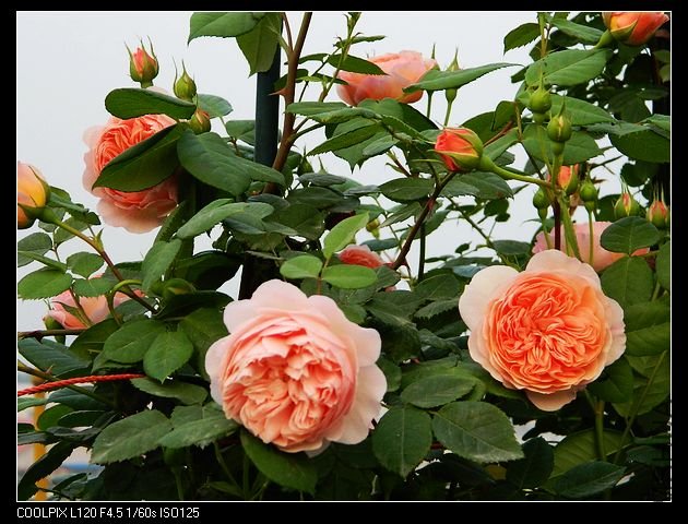 nEO_IMG_���� 161.jpg