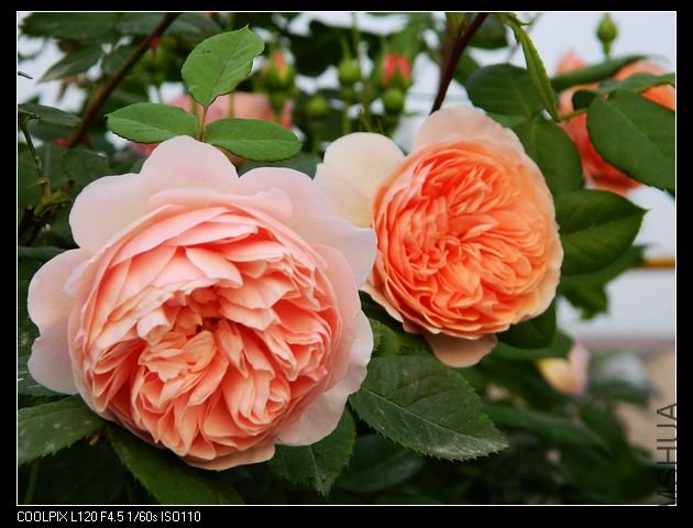 nEO_IMG_���� 169.jpg