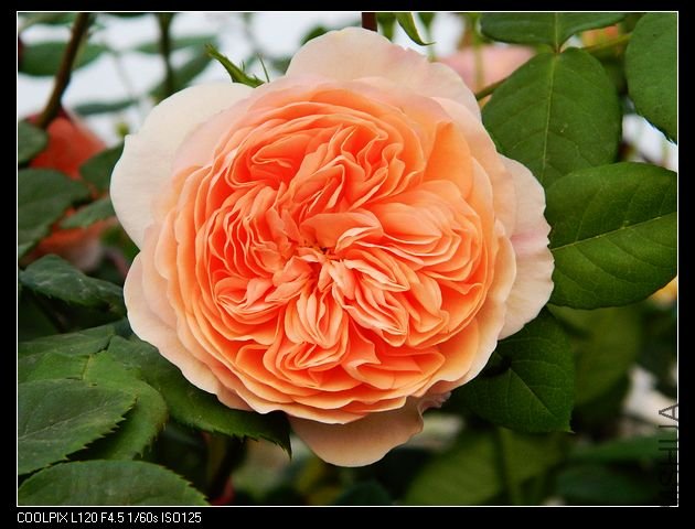 nEO_IMG_���� 168.jpg