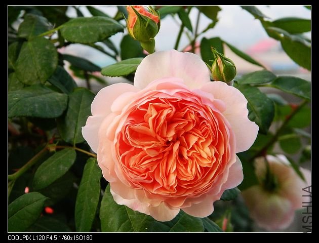 nEO_IMG_���� 172.jpg