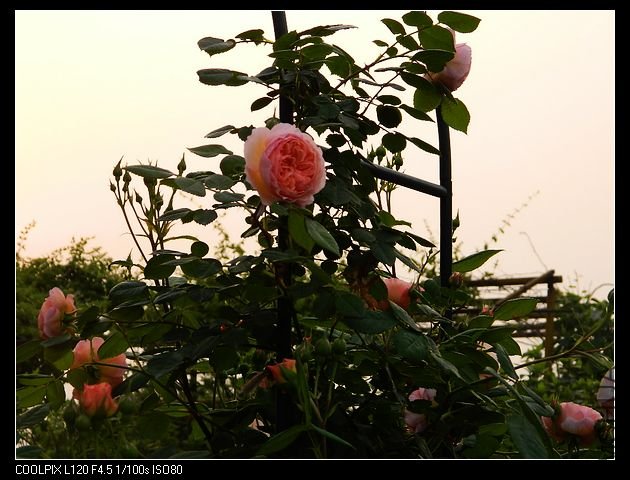 nEO_IMG_���� 175.jpg