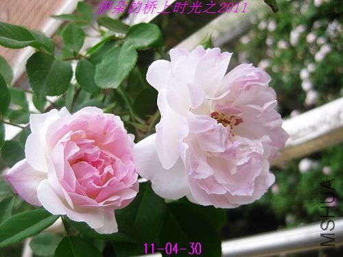 nEO_IMG_��Ƭ 093.jpg