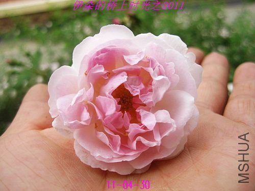 nEO_IMG_��Ƭ 091.jpg