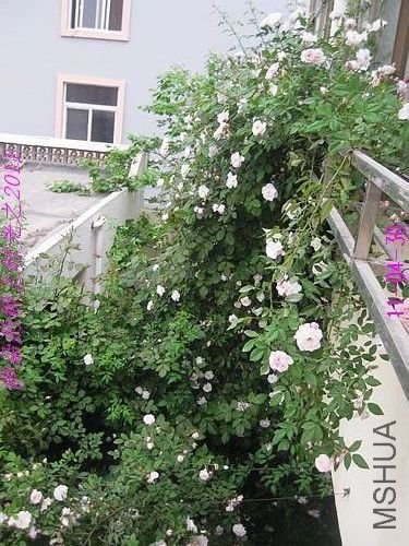 nEO_IMG_��Ƭ 054.jpg