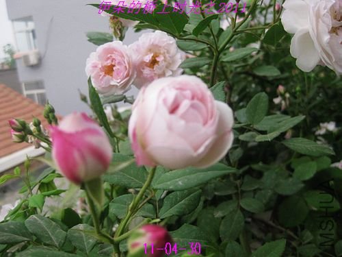 nEO_IMG_��Ƭ 077.jpg