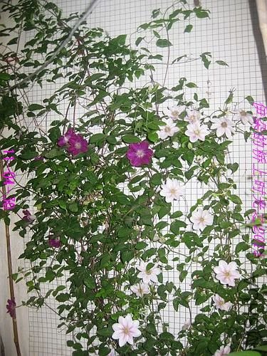 nEO_IMG_��Ƭ 002.jpg