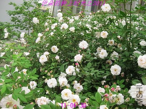 nEO_IMG_��Ƭ 098.jpg