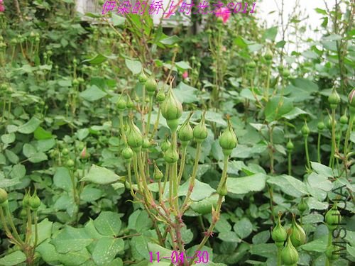 nEO_IMG_��Ƭ 038.jpg