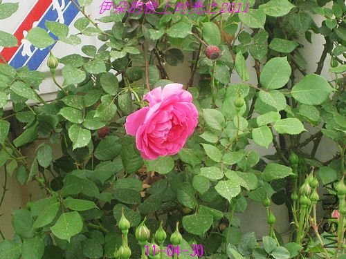 nEO_IMG_��Ƭ 039.jpg