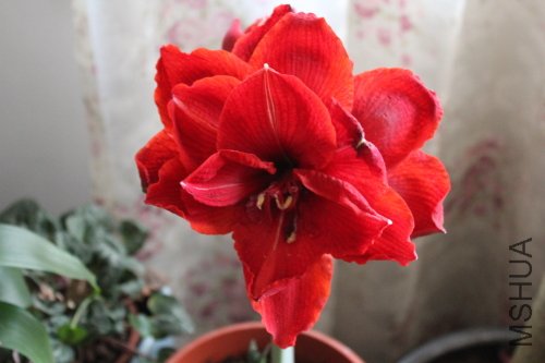 IMG_7345y.JPG