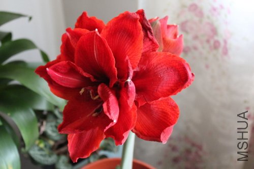 IMG_7344y.JPG