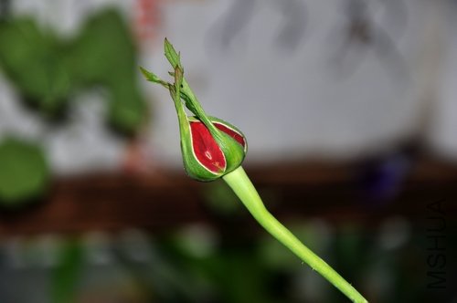 DSC_0668.jpg